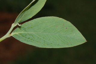 Vaccinium virgatum, leaf upper