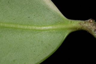 Ilex cornuta, O spring, Chinese holly, leaf base under
