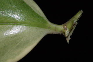 Ilex cornuta, O spring, Chinese holly, leaf base upper