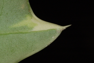Ilex cornuta, O spring, Chinese holly, leaf tip under