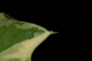 Ilex cornuta, O spring, Chinese holly, leaf tip upper