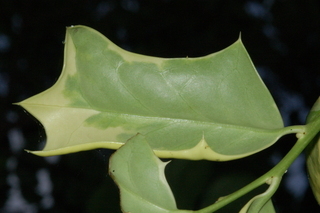 Ilex cornuta, O spring, Chinese holly, leaf under