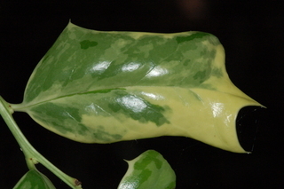 Ilex cornuta, O spring, Chinese holly, leaf upper