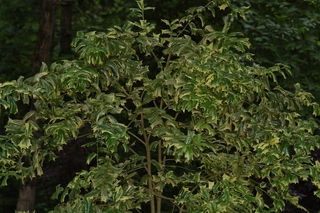 Ilex cornuta, O spring, Chinese holly, plant