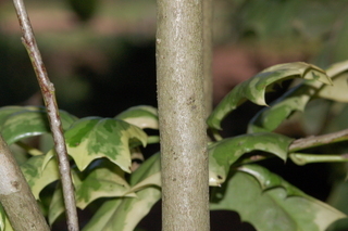 Ilex cornuta, O spring, Chinese holly, stem