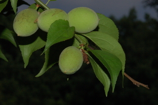 Prunus mume, Peggy clarke, Japanese apricot, fruit