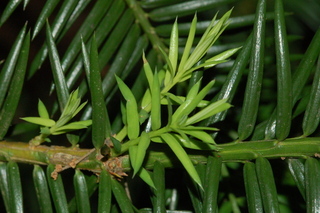 Torreya taxifolia, Stinking cedar, leaf