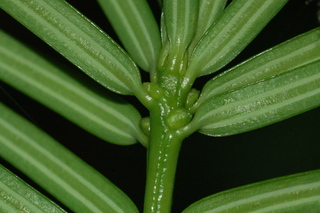 Torreya taxifolia, Stinking cedar, leaf base under