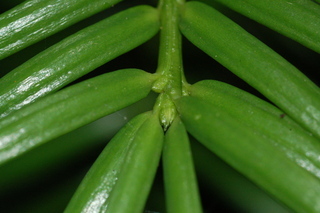 Torreya taxifolia, Stinking cedar, leaf bud