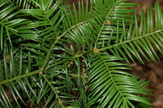 Torreya taxifolia, Stinking cedar, leaf upper