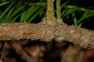 Torreya taxifolia, Stinking cedar, stem
