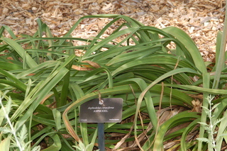 Asphodelus cerasiferus, Asphodel, plant
