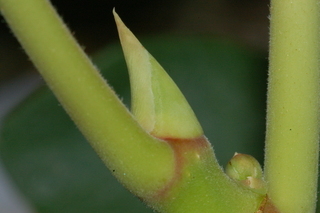 Ficus carica, Fig, leaf bud
