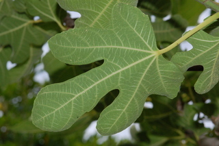 Ficus carica, Fig, leaf under