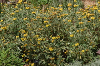 Phlomis russeliana, Jerusalem sage, plant