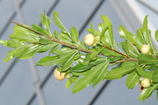 Punica granatum, Toyosho, Pomegranate, branching