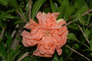 Punica granatum, Toyosho, Pomegranate, flower