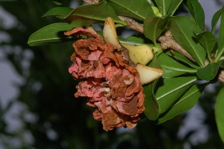 Punica granatum, Toyosho, Pomegranate, flower