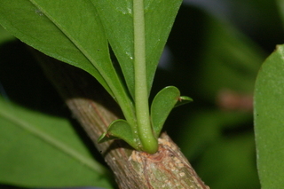 Punica granatum, Toyosho, Pomegranate, leaf base under
