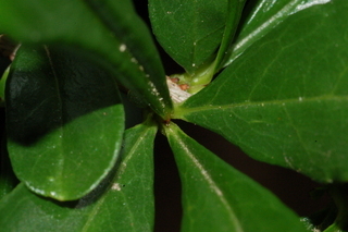 Punica granatum, Toyosho, Pomegranate, leaf base upper