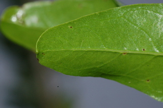 Punica granatum, Toyosho, Pomegranate, leaf tip under