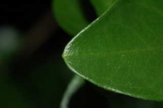 Punica granatum, Toyosho, Pomegranate, leaf tip upper