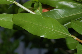 Punica granatum, Toyosho, Pomegranate, leaf under