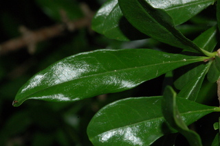 Punica granatum, Toyosho, Pomegranate, leaf upper