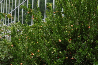 Punica granatum, Toyosho, Pomegranate, plant