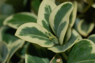 Buxus sempervirens, Variegatus, Variegated boxwood, leaf bud