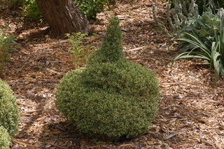 Buxus sempervirens, Variegatus, Variegated boxwood, plant