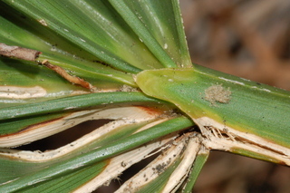 Sabal etonia, Corkscrew palmetto, leaf base upper