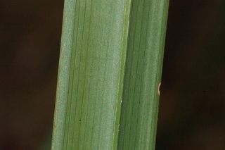 Sabal etonia, Corkscrew palmetto, leaf under