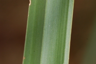 Sabal etonia, Corkscrew palmetto, leaf upper