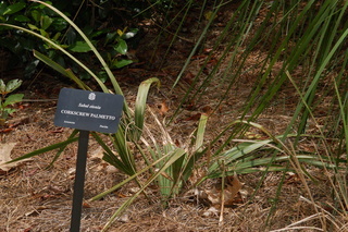 Sabal etonia, Corkscrew palmetto, plant