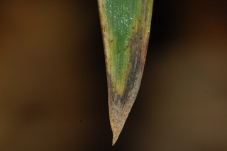 Iris xiphium, Ideal, Dutch iris, leaf tip