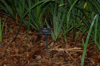 Iris xiphium, Ideal, Dutch iris, plant