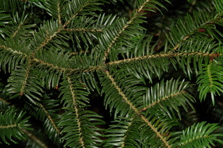 Abies firma, Momi fir, branching