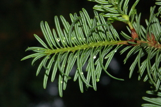 Abies firma, Momi fir, leaf under