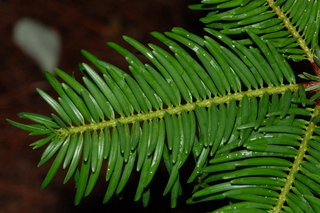Abies firma, Momi fir, leaf upper