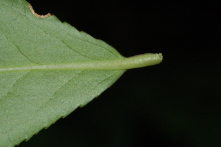 Euonymus alatus, Burning bush, leaf base under