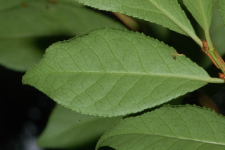 Euonymus alatus, Burning bush, leaf under