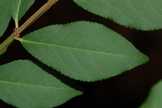 Euonymus alatus, Burning bush, leaf upper