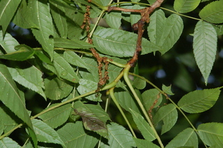 Platycarya strobilacea, Wingnut, branching