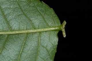 Platycarya strobilacea, Wingnut, leaf base under