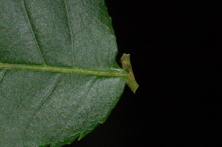 Platycarya strobilacea, Wingnut, leaf base upper