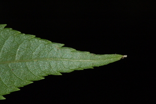 Platycarya strobilacea, Wingnut, leaf tip under