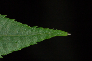 Platycarya strobilacea, Wingnut, leaf tip upper