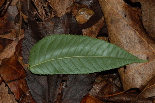 Platycarya strobilacea, Wingnut, leaf under