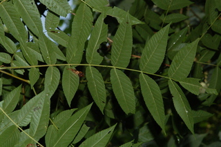 Platycarya strobilacea, Wingnut, leaf upper